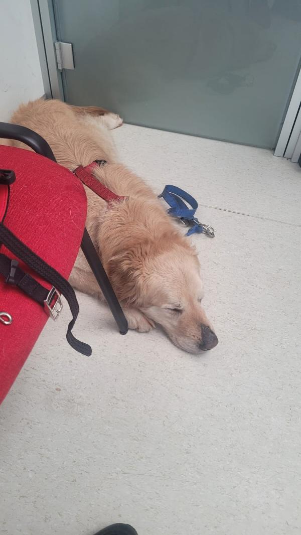 Casper, un Golden Retriever bello da impazzire Foto 9
